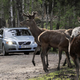 Image for article titled Volvo Avoids The Moose, Reviewers Avoid The Malibu Eco, And The Rise Of Kyushu Man